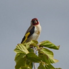 Carduelis carduelis (European Goldfinch) at Molonglo Valley, ACT - 11 Jan 2018 by Christine
