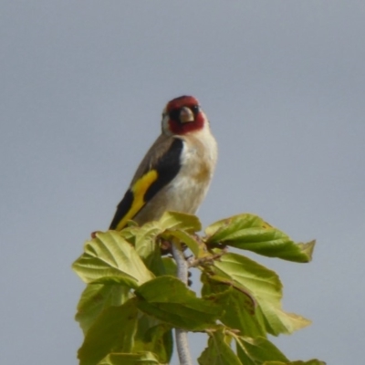 Carduelis carduelis (European Goldfinch) at Molonglo Valley, ACT - 10 Jan 2018 by Christine
