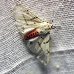 Ardices canescens (Dark-spotted Tiger Moth) at O'Connor, ACT - 4 Jan 2018 by ibaird