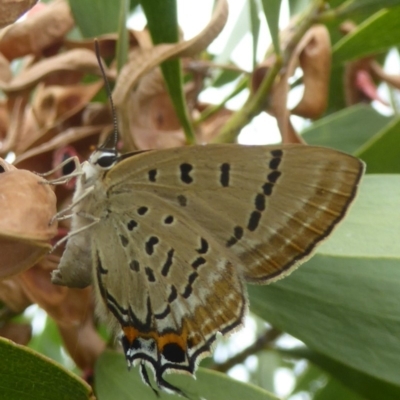 Jalmenus evagoras (Imperial Hairstreak) at Molonglo Valley, ACT - 11 Jan 2018 by Christine