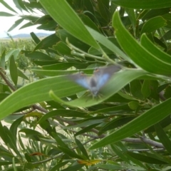 Jalmenus evagoras at Molonglo Valley, ACT - 11 Jan 2018 12:00 AM