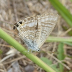 Lampides boeticus (Long-tailed Pea-blue) at National Arboretum Forests - 10 Jan 2018 by Christine