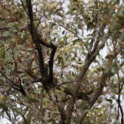 Lalage tricolor (White-winged Triller) at Michelago, NSW - 2 Jan 2014 by Illilanga