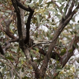 Lalage tricolor at Michelago, NSW - 2 Jan 2014