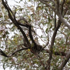 Lalage tricolor at Michelago, NSW - 2 Jan 2014