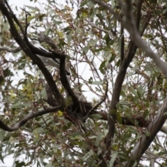 Lalage tricolor at Michelago, NSW - 2 Jan 2014