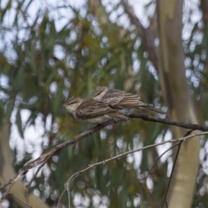 Lalage tricolor at Michelago, NSW - 11 Feb 2014