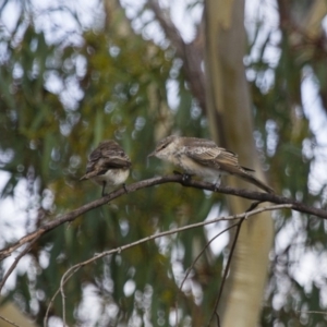 Lalage tricolor at Michelago, NSW - 11 Feb 2014 08:19 AM