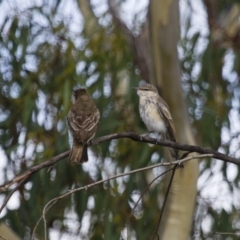 Lalage tricolor at Michelago, NSW - 11 Feb 2014