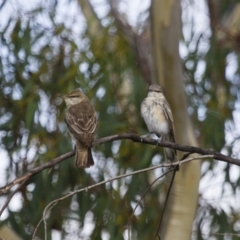 Lalage tricolor at Michelago, NSW - 11 Feb 2014