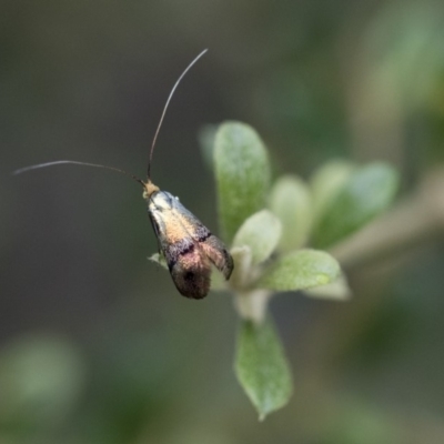 Nemophora (genus) (A Fairy Moth) at Michelago, NSW - 28 Dec 2017 by Illilanga
