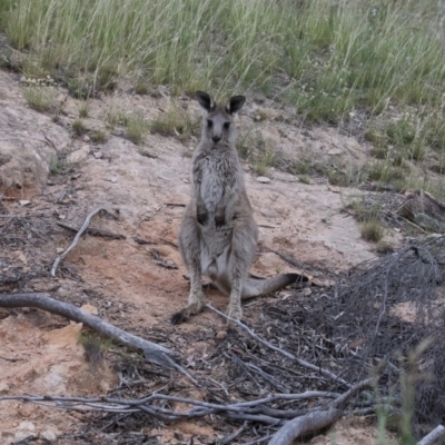 Macropus giganteus (Eastern Grey Kangaroo) at Michelago, NSW - 7 Jan 2018 by Illilanga