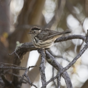 Pyrrholaemus sagittatus at Michelago, NSW - 13 Sep 2017