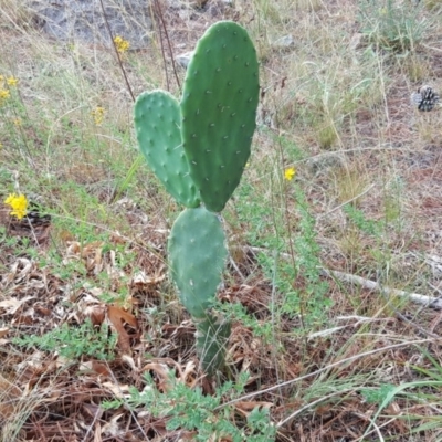 Opuntia stricta (Common Prickly Pear) at Isaacs, ACT - 11 Jan 2018 by Mike