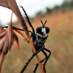 Apothechyla sp. (genus) (Robber fly) at Belconnen, ACT - 11 Jan 2018 by CathB