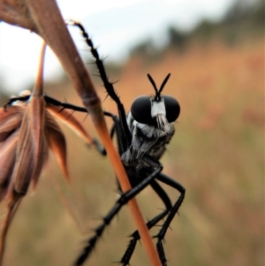 Apothechyla sp. (genus) at Belconnen, ACT - 12 Jan 2018