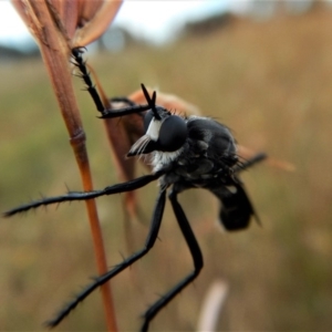 Apothechyla sp. (genus) at Belconnen, ACT - 12 Jan 2018