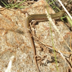 Ctenotus robustus at Stromlo, ACT - 12 Jan 2018