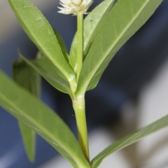 Alternanthera philoxeroides (Alligator Weed) at Tharwa, ACT - 11 Jan 2018 by ACTBioSecurity