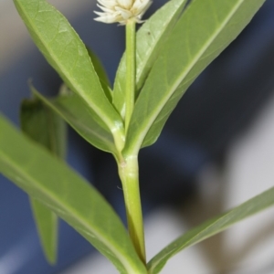 Alternanthera philoxeroides at Tharwa, ACT - 12 Jan 2018