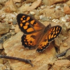 Geitoneura klugii (Marbled Xenica) at Paddys River, ACT - 12 Jan 2018 by JohnBundock