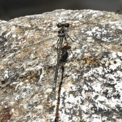 Austroargiolestes icteromelas (Common Flatwing) at Paddys River, ACT - 10 Jan 2018 by JohnBundock