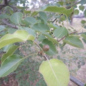 Pyrus ussuriensis at Calwell, ACT - 12 Jan 2018 07:17 AM