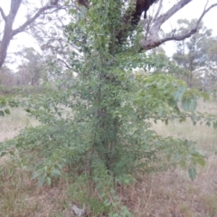 Pyrus ussuriensis at Calwell, ACT - 12 Jan 2018 07:17 AM