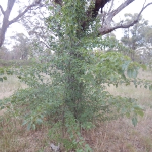 Pyrus ussuriensis at Calwell, ACT - 12 Jan 2018 07:17 AM