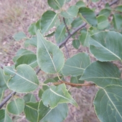 Pyrus ussuriensis at Calwell, ACT - 12 Jan 2018 07:17 AM