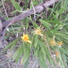 Gazania rigens (Treasure Flower) at Calwell, ACT - 12 Jan 2018 by MichaelMulvaney