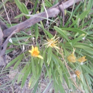 Gazania rigens at Calwell, ACT - 12 Jan 2018 07:35 AM