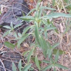 Euphorbia davidii at Jerrabomberra, ACT - 12 Jan 2018