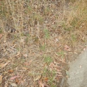 Euphorbia davidii at Jerrabomberra, ACT - 12 Jan 2018