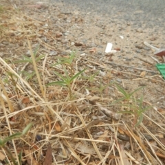 Euphorbia davidii (David's Spurge) at Jerrabomberra, ACT - 12 Jan 2018 by MichaelMulvaney