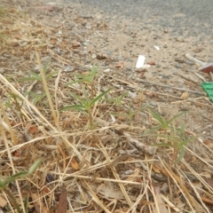 Euphorbia davidii (David's Spurge) at Jerrabomberra, ACT - 11 Jan 2018 by MichaelMulvaney