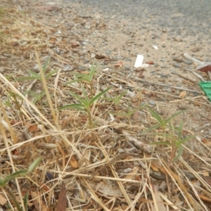 Euphorbia davidii at Jerrabomberra, ACT - 12 Jan 2018 09:07 AM