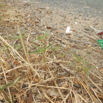 Euphorbia davidii (David's Spurge) at Jerrabomberra, ACT - 11 Jan 2018 by MichaelMulvaney