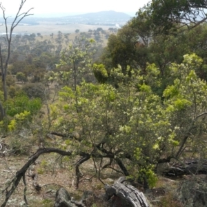 Bursaria spinosa at Jerrabomberra, ACT - 12 Jan 2018