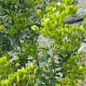 Bursaria spinosa at Jerrabomberra, ACT - 12 Jan 2018