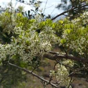 Bursaria spinosa at Jerrabomberra, ACT - 12 Jan 2018