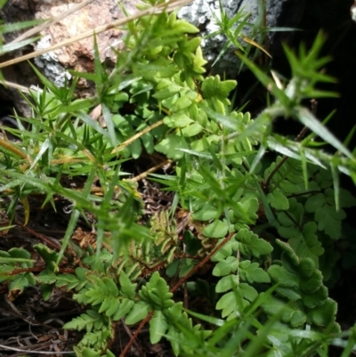 Cheilanthes (genus) (Rock Fern) at Jerrabomberra, ACT - 12 Jan 2018 by nathkay
