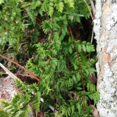 Cheilanthes sp. at Jerrabomberra, ACT - 12 Jan 2018