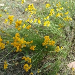 Chrysocephalum semipapposum (Clustered Everlasting) at Hume, ACT - 12 Jan 2018 by nathkay