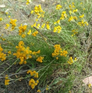 Chrysocephalum semipapposum at Hume, ACT - 12 Jan 2018