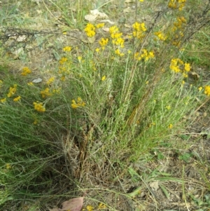 Chrysocephalum semipapposum at Hume, ACT - 12 Jan 2018