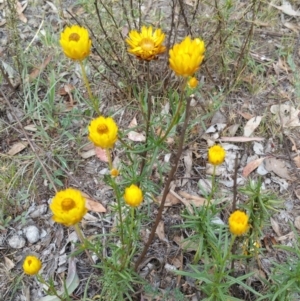 Xerochrysum viscosum at Hume, ACT - 12 Jan 2018 08:49 AM