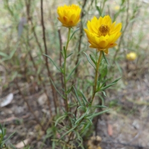 Xerochrysum viscosum at Hume, ACT - 12 Jan 2018 08:49 AM