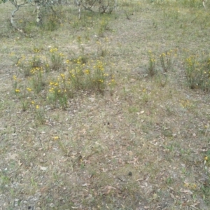 Xerochrysum viscosum at Hume, ACT - 12 Jan 2018