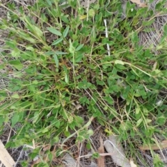 Opercularia hispida (Hairy Stinkweed) at Hume, ACT - 12 Jan 2018 by nathkay